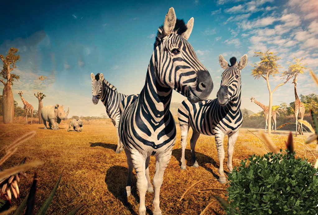 ZooMedia VOD, Image Licensing, Brand entertainment