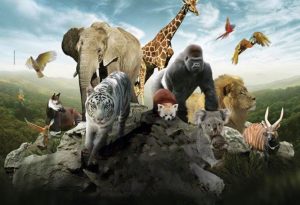 ZooMedia In Zoo TV Network